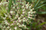 Green milkweed